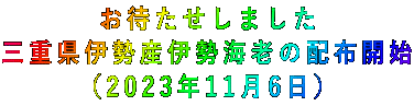 お待たせしました 三重県伊勢産伊勢海老の配布開始 (2023年11月6日)